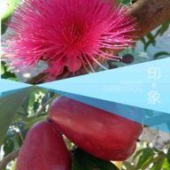 thamicola