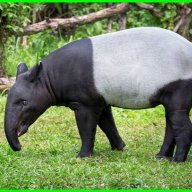 TititTapir