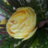 DaftarD